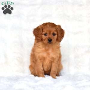 Sky, Cavapoo Puppy