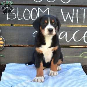 Sky, Greater Swiss Mountain Dog Puppy