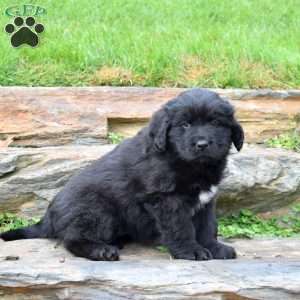Sky, Newfoundland Puppy