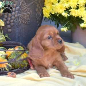 Sky, Cavalier King Charles Spaniel Puppy