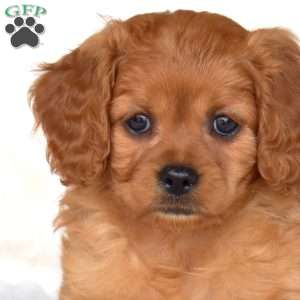 Sky, Cavapoo Puppy