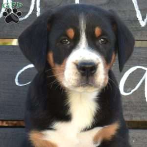 Sky, Greater Swiss Mountain Dog Puppy