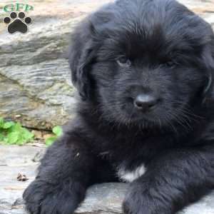Sky, Newfoundland Puppy