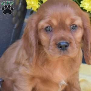 Sky, Cavalier King Charles Spaniel Puppy
