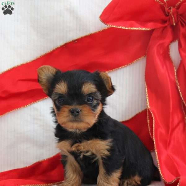 Sky-Teacup, Yorkie Puppy