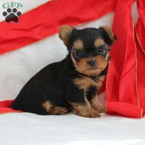 Sky-Teacup, Yorkie Puppy