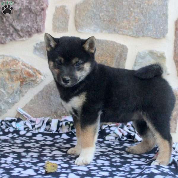 Skye, Shiba Inu Puppy