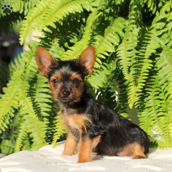 Skye, Yorkie Puppy