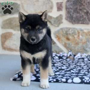 Skye, Shiba Inu Puppy