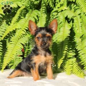 Skye, Yorkie Puppy