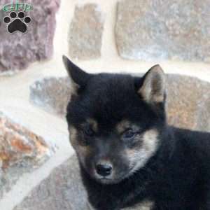 Skye, Shiba Inu Puppy