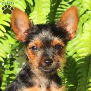 Skye, Yorkie Puppy