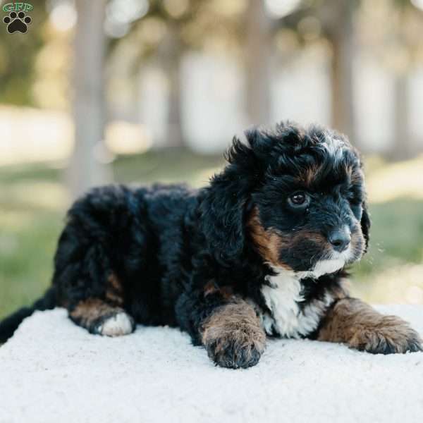 Skye, Mini Bernedoodle Puppy