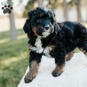 Skye, Mini Bernedoodle Puppy