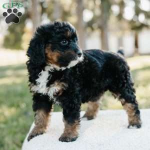 Skye, Mini Bernedoodle Puppy