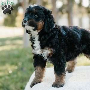 Skye, Mini Bernedoodle Puppy