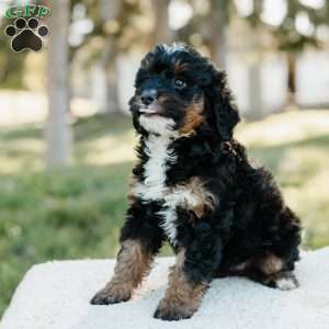 Skye, Mini Bernedoodle Puppy