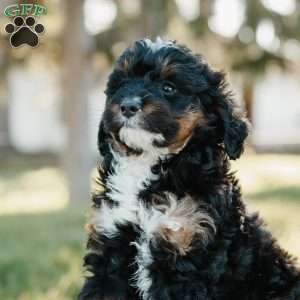 Skye, Mini Bernedoodle Puppy