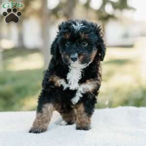 Skye, Mini Bernedoodle Puppy
