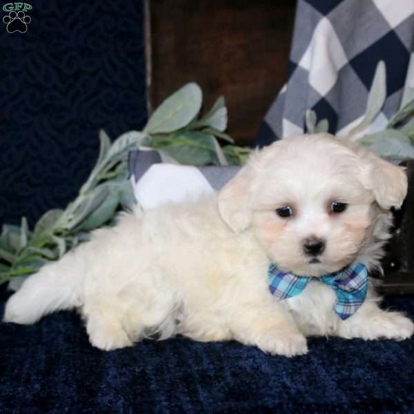 Slater, Maltese Mix Puppy