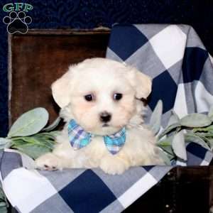 Slater, Maltese Mix Puppy