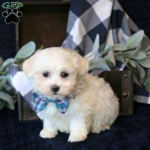 Slater, Maltese Mix Puppy