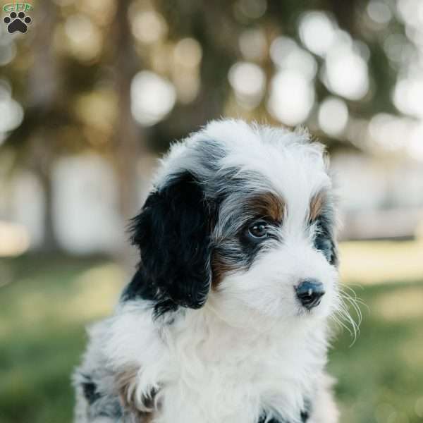 Smokey, Mini Bernedoodle Puppy