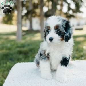 Smokey, Mini Bernedoodle Puppy