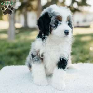 Smokey, Mini Bernedoodle Puppy