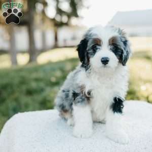 Smokey, Mini Bernedoodle Puppy