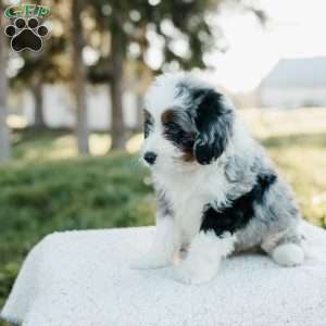 Smokey, Mini Bernedoodle Puppy