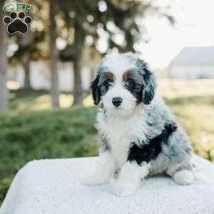 Smokey, Mini Bernedoodle Puppy