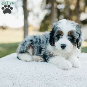 Smokey, Mini Bernedoodle Puppy
