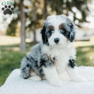 Smokey, Mini Bernedoodle Puppy