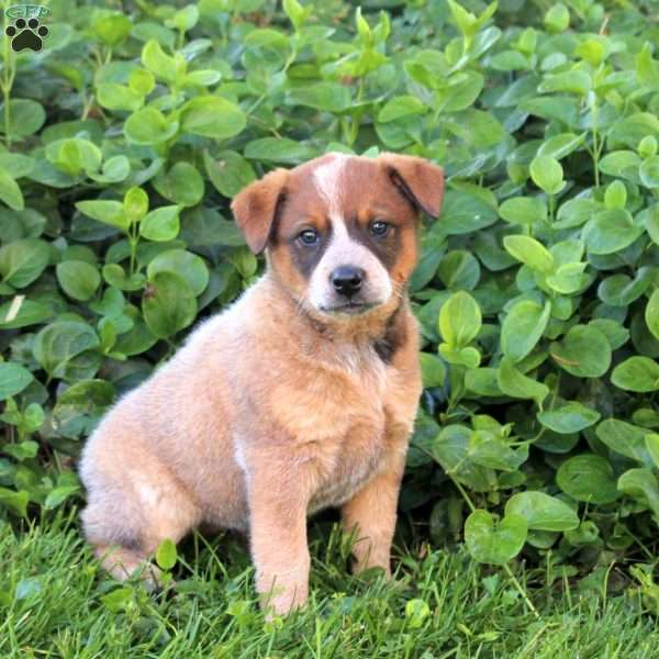 Snickers, Blue Heeler – Australian Cattle Dog Puppy
