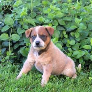 Snickers, Blue Heeler – Australian Cattle Dog Puppy