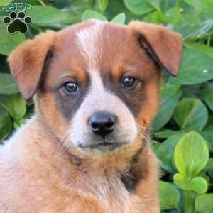 Snickers, Blue Heeler – Australian Cattle Dog Puppy
