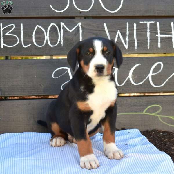 Snickers, Greater Swiss Mountain Dog Puppy