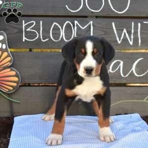 Snickers, Greater Swiss Mountain Dog Puppy