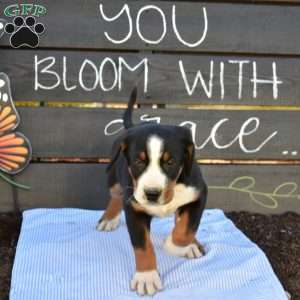 Snickers, Greater Swiss Mountain Dog Puppy
