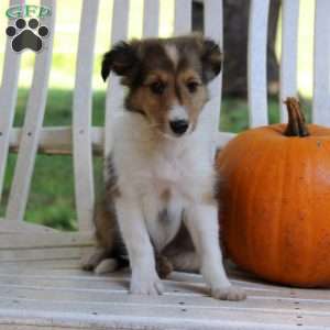 Snickers, Sheltie Puppy
