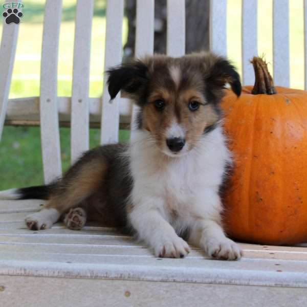 Snickers, Sheltie Puppy