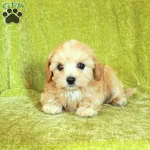 Snuggles, Havapoo Puppy