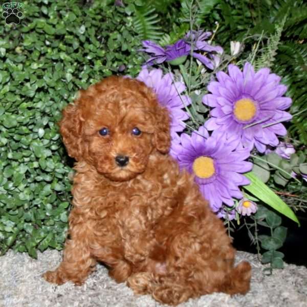 Sonny, Miniature Poodle Puppy