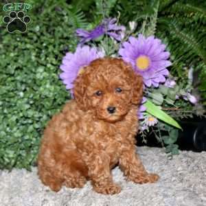 Sonny, Miniature Poodle Puppy