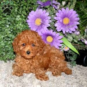 Sonny, Miniature Poodle Puppy