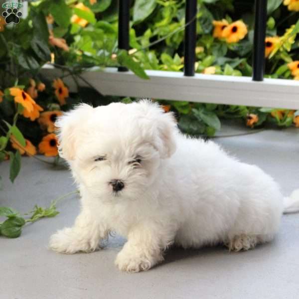 Sonya, Maltese Mix Puppy