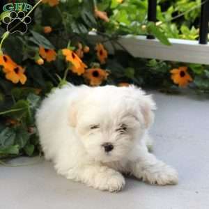 Sonya, Maltese Mix Puppy