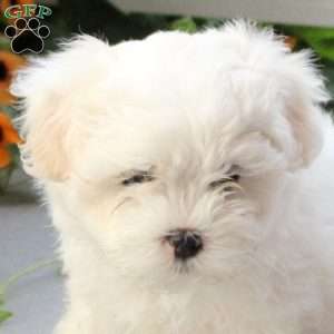Sonya, Maltese Mix Puppy