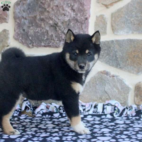Sophie, Shiba Inu Puppy